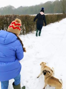 Pugs running in snow